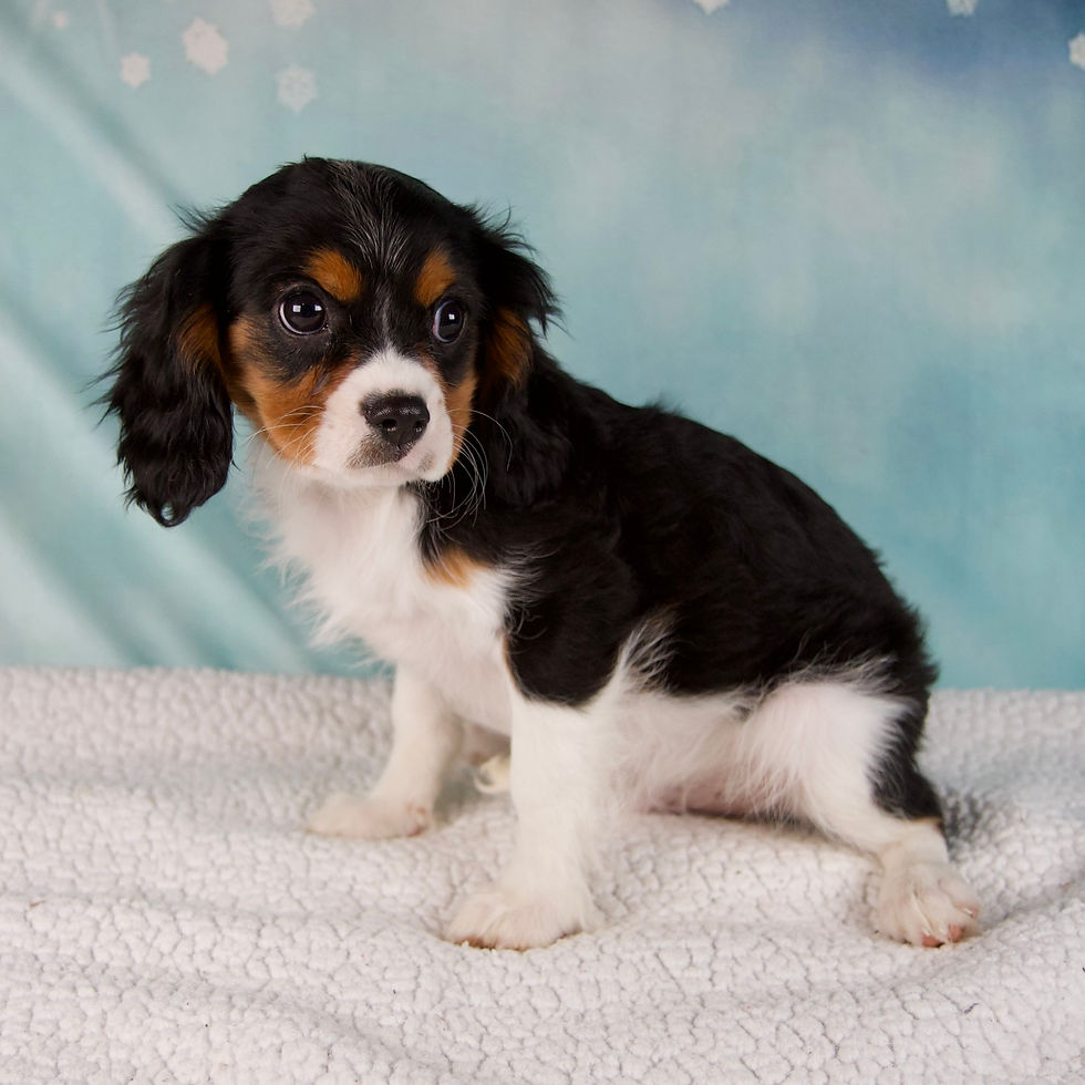 Thumbnail: Cavalier King Charles Spaniel