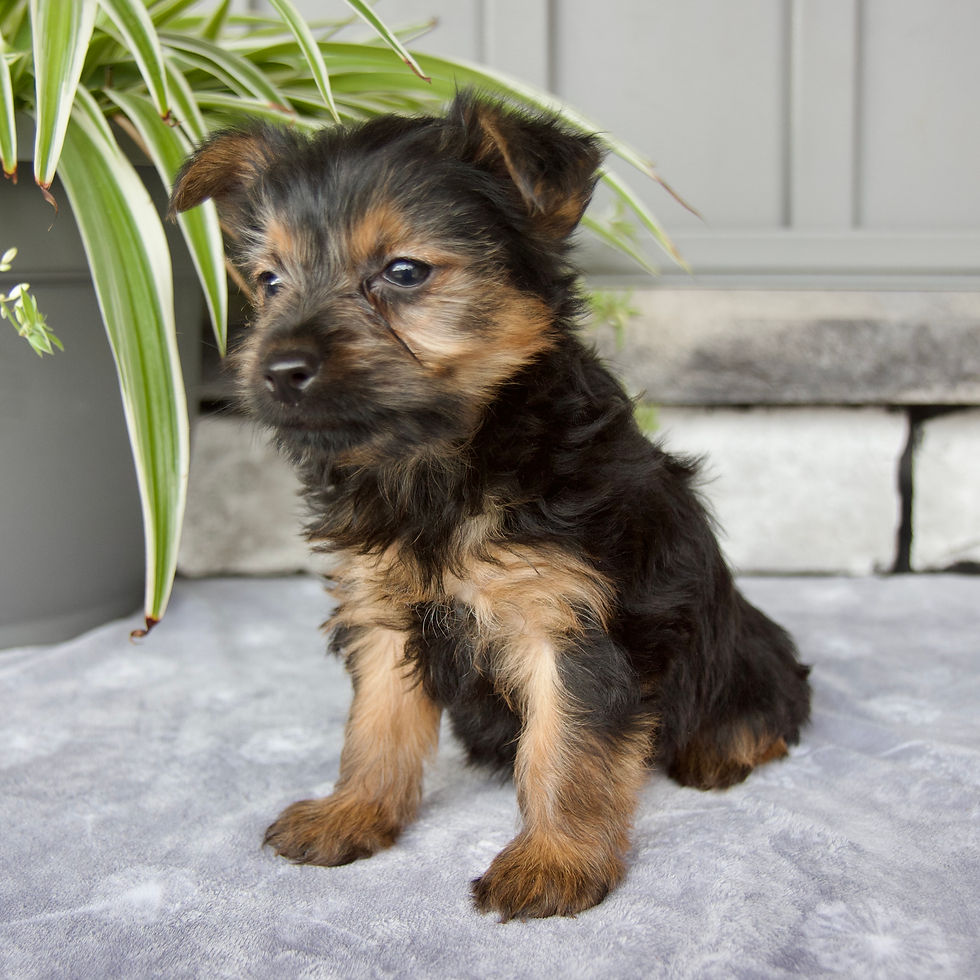 Thumbnail: Yorkie