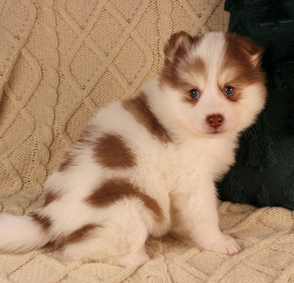Thumbnail: pomsky