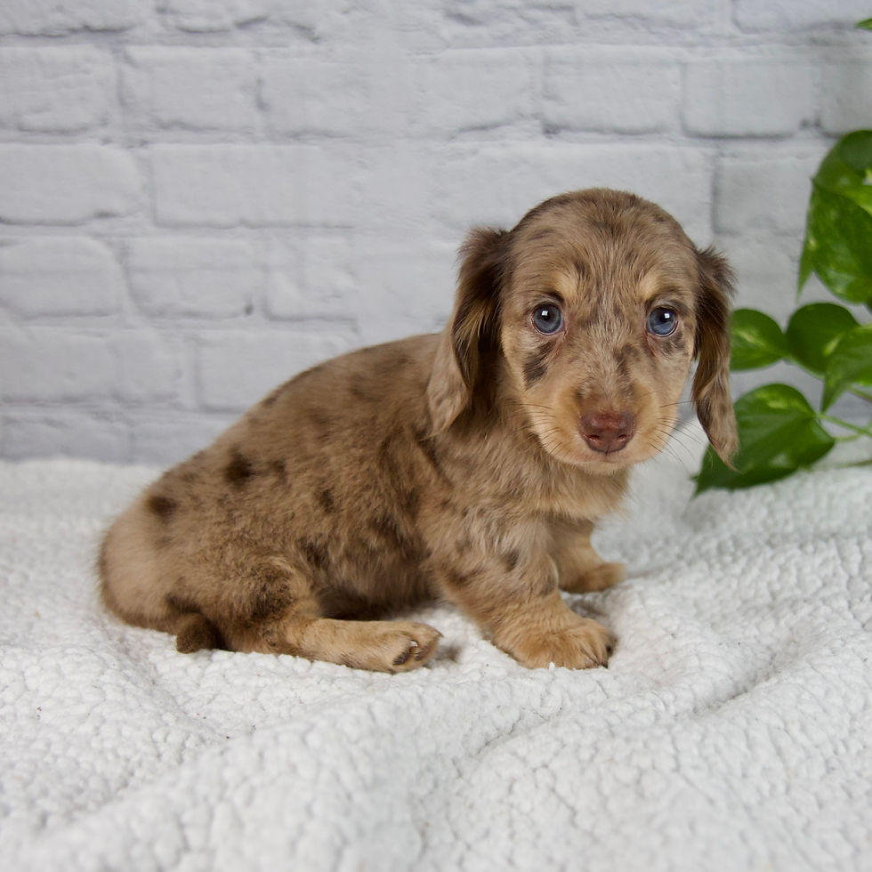 Thumbnail: Maddie Minature Dachsund