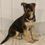 Thumbnail: Lacie German Shepherd