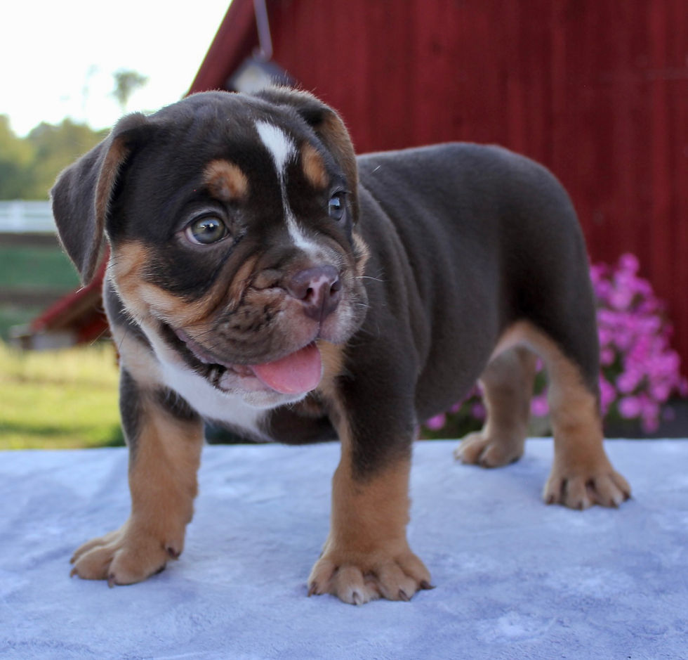 Thumbnail: Barkley Beabull