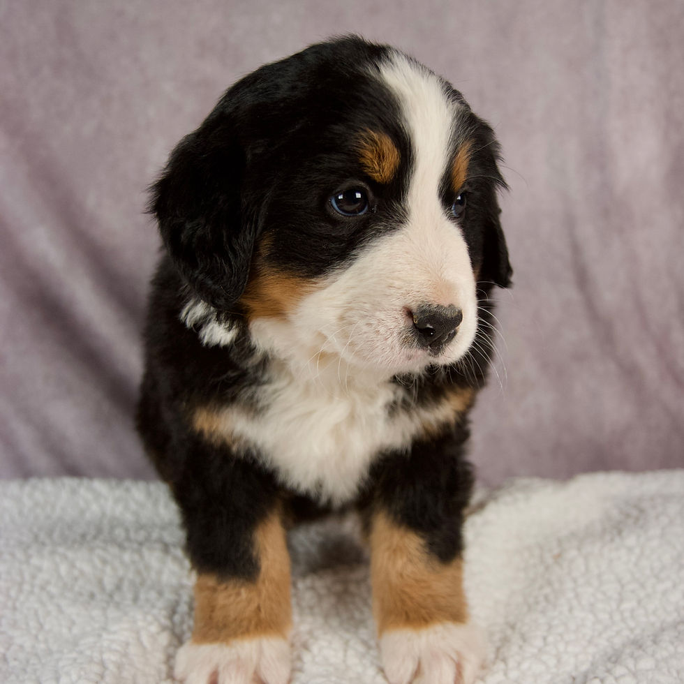Thumbnail: Elise Bernese Mt. Dog