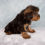 Thumbnail: Yorkie
