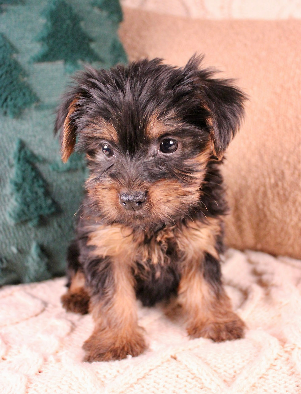 Thumbnail: Yorkshire Terrier