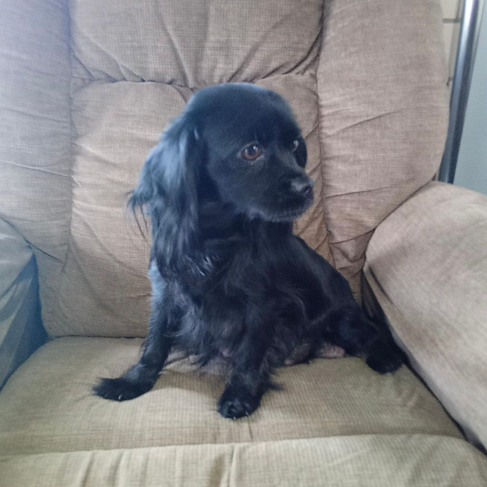 Thumbnail: Cavapoo
