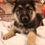 Thumbnail: German Shepherd