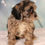 Thumbnail: Cavapoo