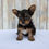 Thumbnail: Yorkie