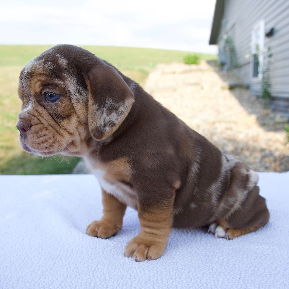 Thumbnail: Sadie Beabull