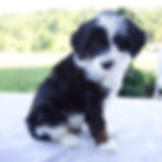 Mini Beredoodle