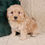 Thumbnail: Cavapoo