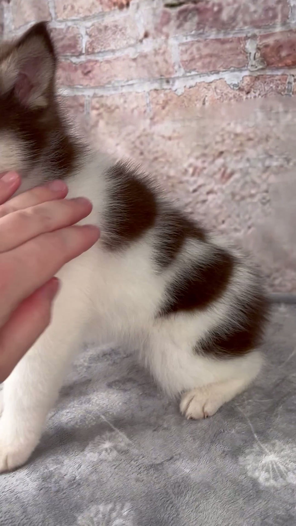 Thumbnail: pomsky