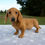 Thumbnail: Dachshund