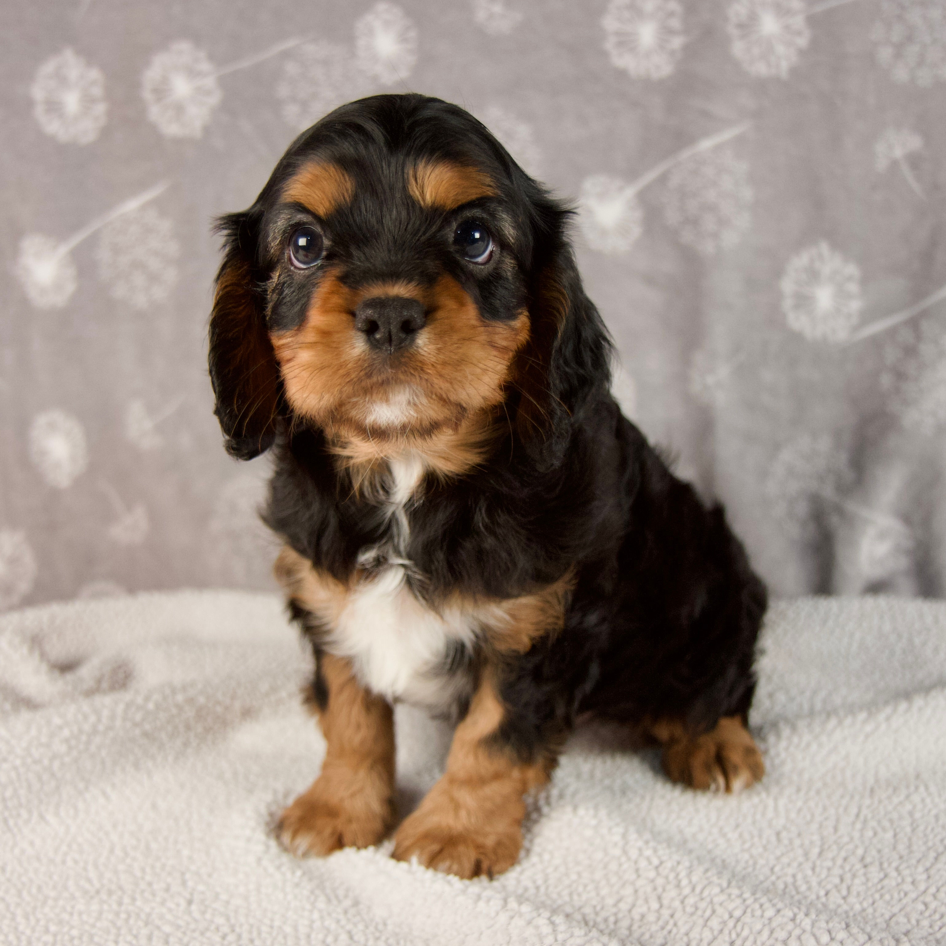 Enzo Cavalier Spaniel