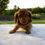 Thumbnail: Dachshund