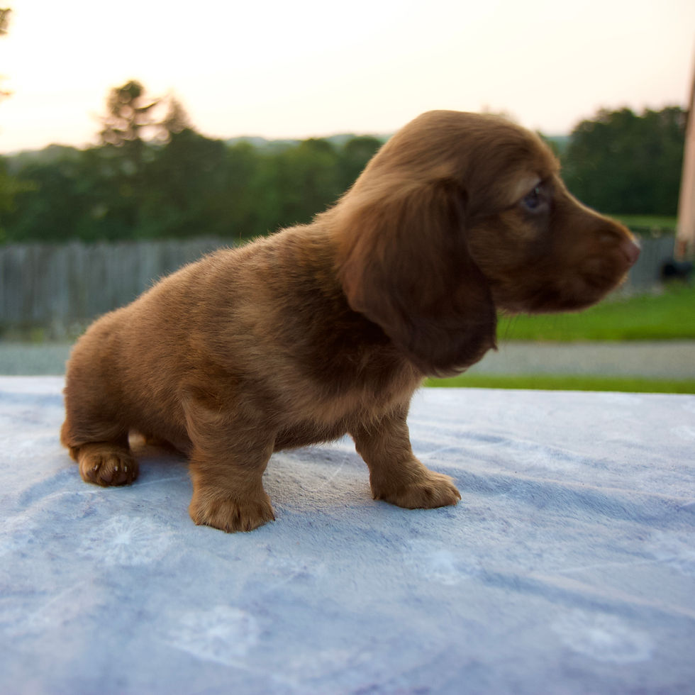 Thumbnail: Dachshund