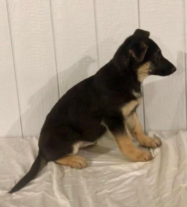 Thumbnail: Kona German Shepherd