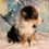 Thumbnail: Sage Mini Bernedoodle