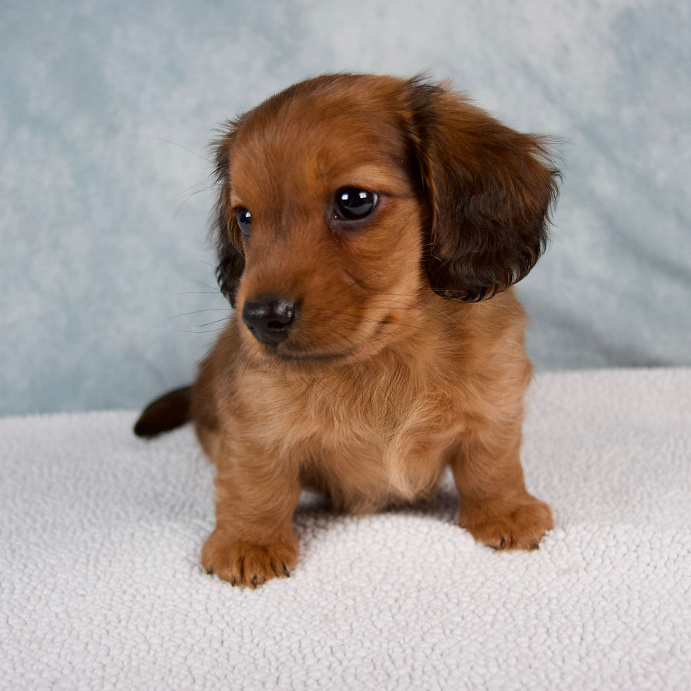 Thumbnail: dachshund