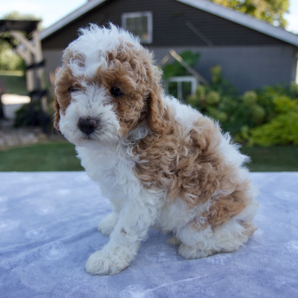 Thumbnail: Payton Cavapoo