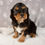 Thumbnail: Enzo Cavalier Spaniel