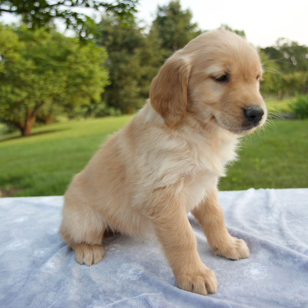 Thumbnail: Golden Retriever