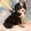 Thumbnail: Sadie Mini Bernedoodle