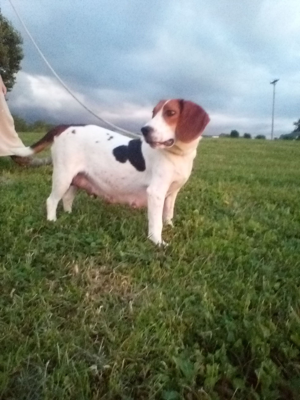 Thumbnail: Beagle