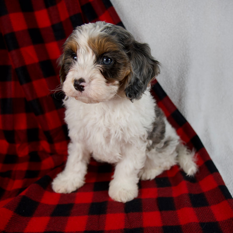 Thumbnail: Cavapoo