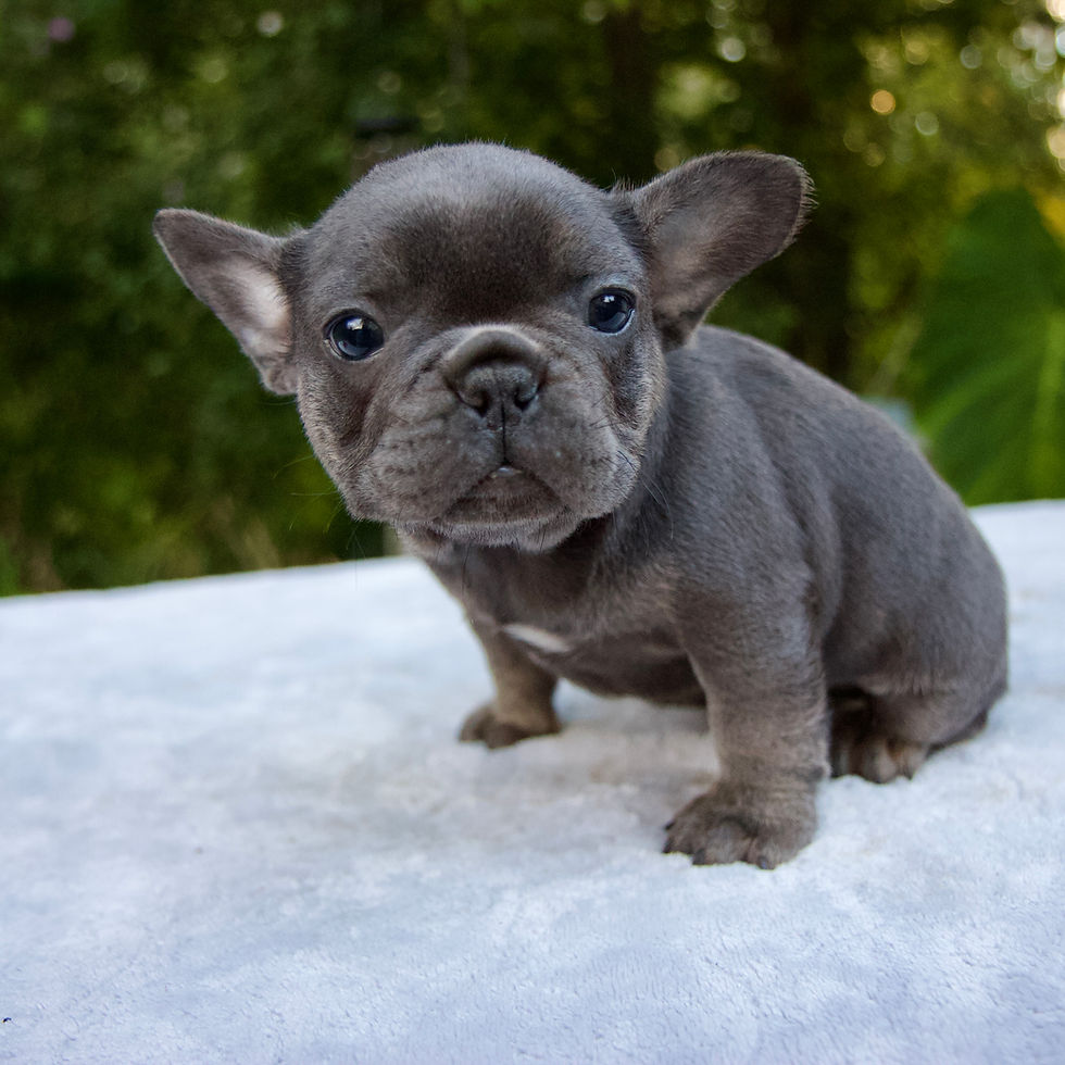 Thumbnail: French Bulldog
