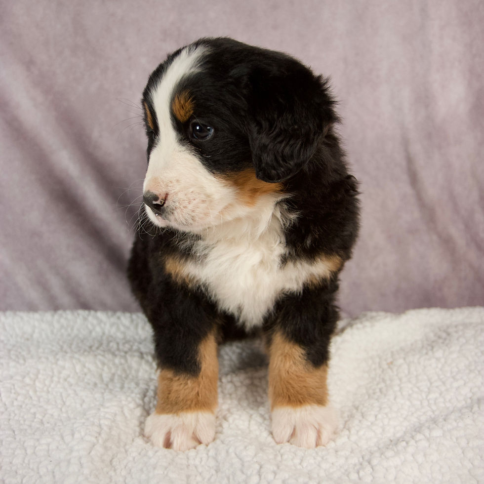 Thumbnail: Elise Bernese Mt. Dog