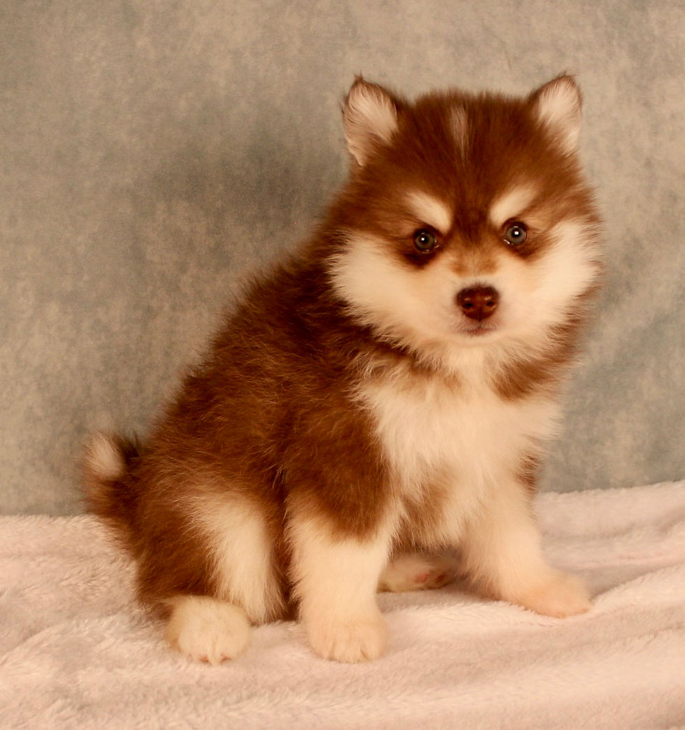 Thumbnail: Elvis Pomsky