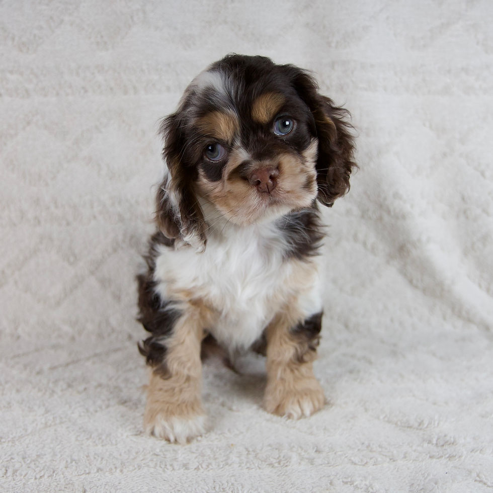 Thumbnail: Archie Cocker Spaniel