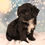 Thumbnail: Tracy Yorkiepoo