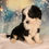 Thumbnail: Mini Bernedoodle