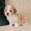 Thumbnail: cavapoo