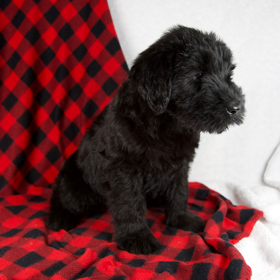Thumbnail: Giant Schnauzer