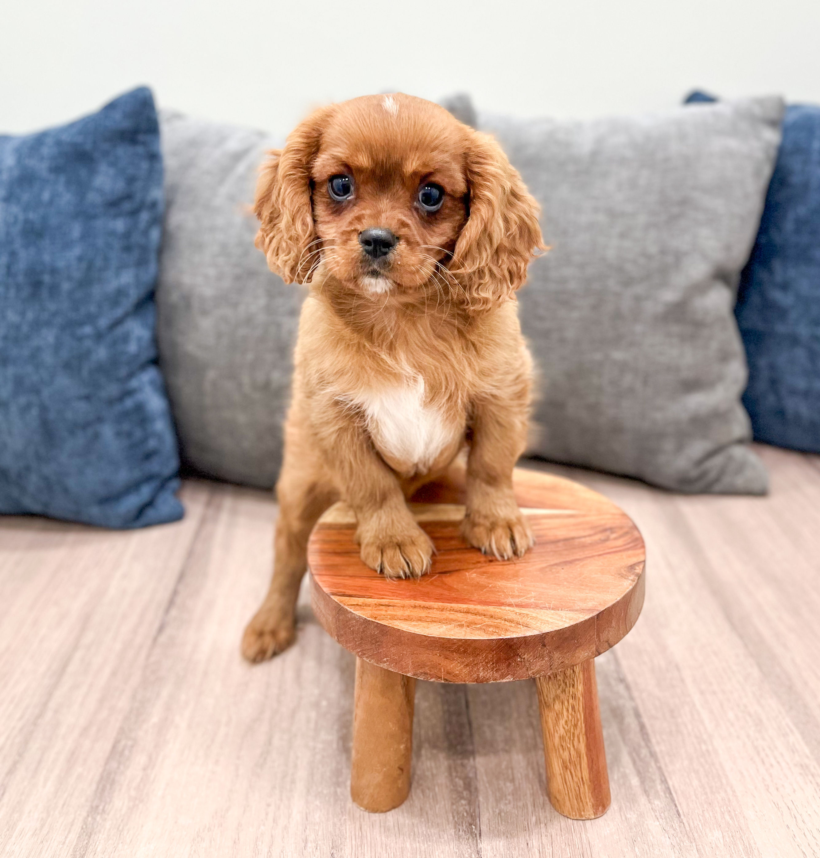 Duke Cavalier King Charles Spaniel
