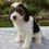 Thumbnail: Cavapoo