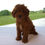 Thumbnail: Poodle