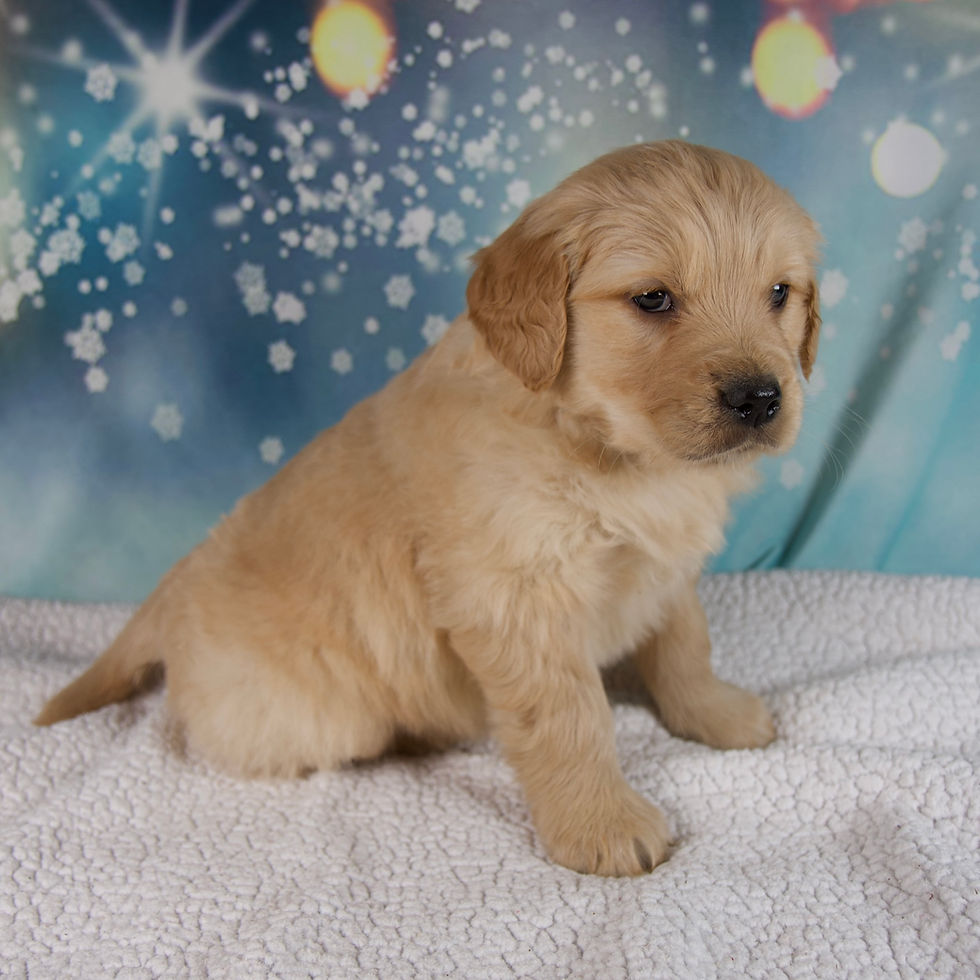 Thumbnail: Golden Retriever