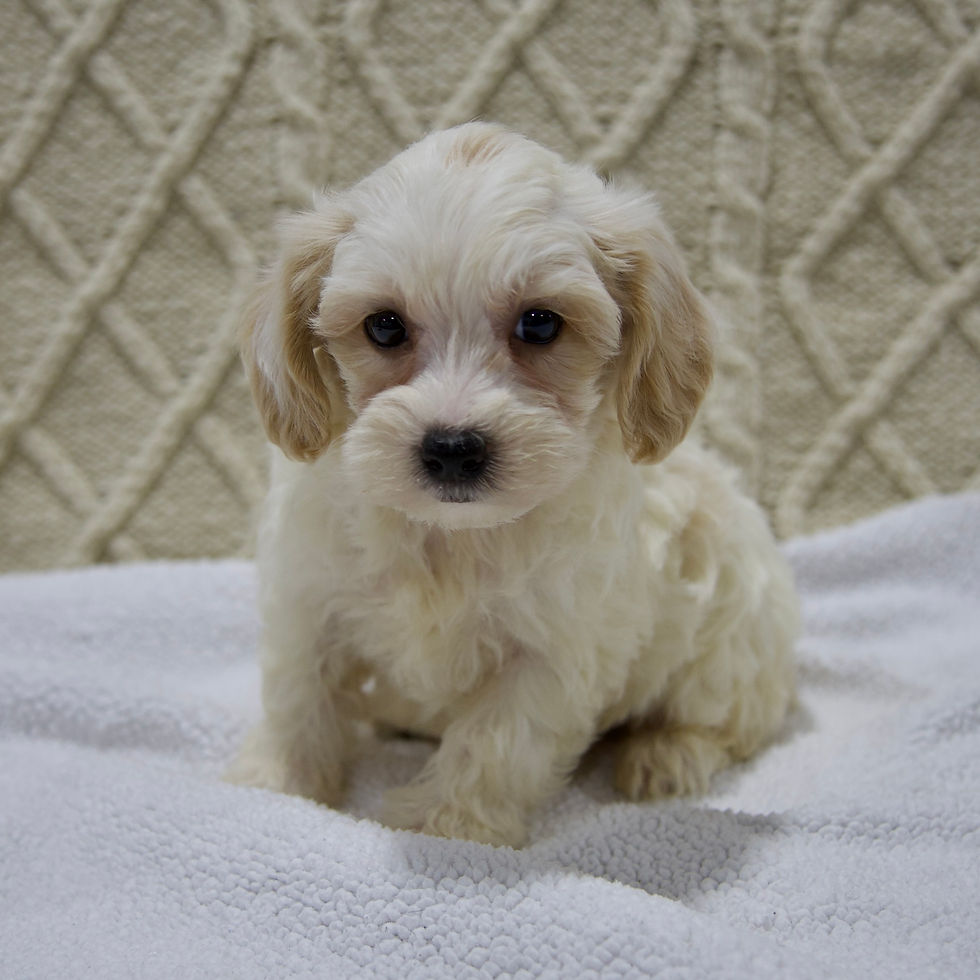 Thumbnail: Yorkiepoo