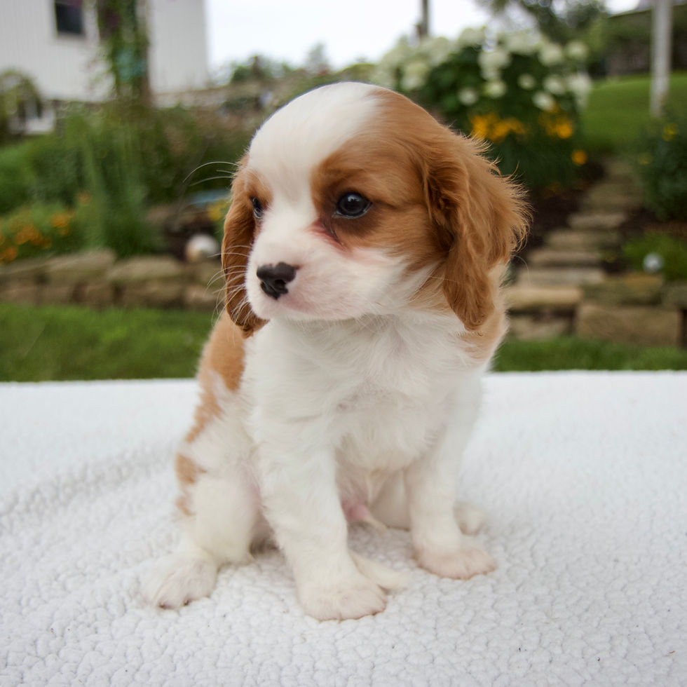 Thumbnail: Gage Cavalier King Charles Spaniel