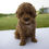 Thumbnail: poodle