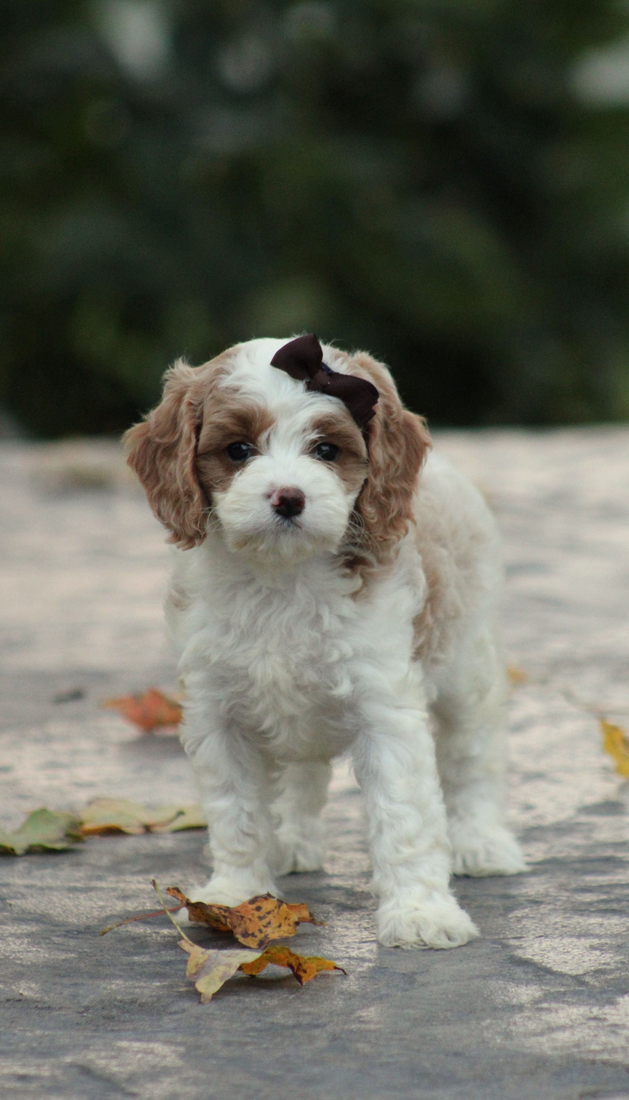 Cavapoo Terrier Bella Cavapoo | Hidden Acres Puppies 712