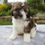 Thumbnail: cavapoo