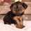 Thumbnail: Jace Yorkshire Terrier