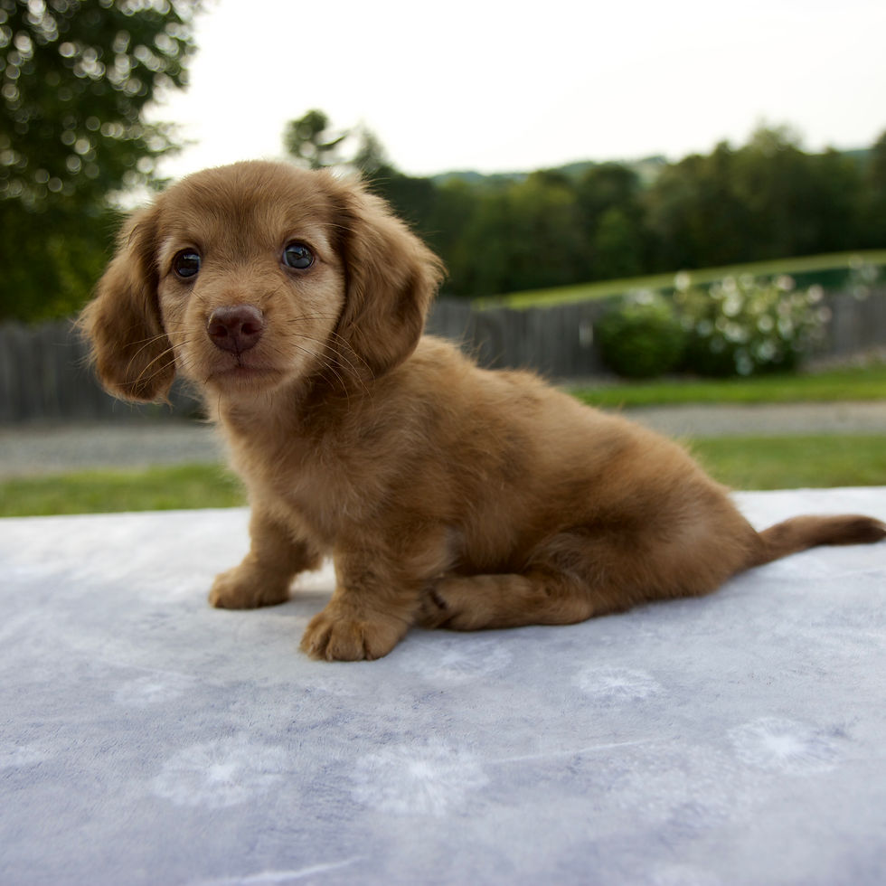 Thumbnail: Dachshund