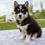 Thumbnail: Pomsky